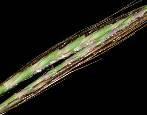 Dichanthium tenue Spikelets