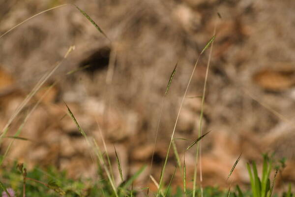 Dichanthium tenue Habit