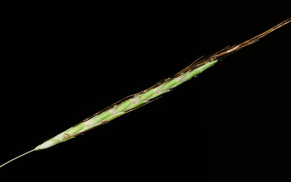 Dichanthium tenue Inflorescence