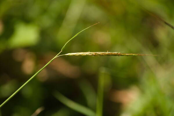 Dichanthium tenue Inflorescence