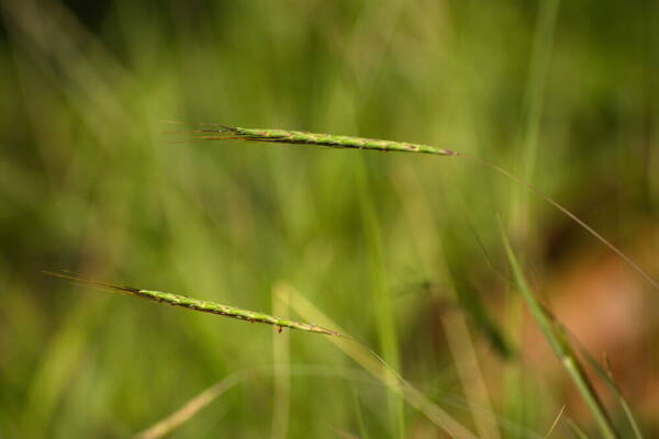 Dichanthium tenue Inflorescence