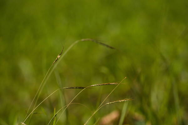 Dichanthium tenue Inflorescence