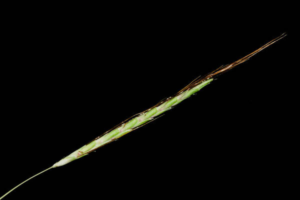 Dichanthium tenue Inflorescence