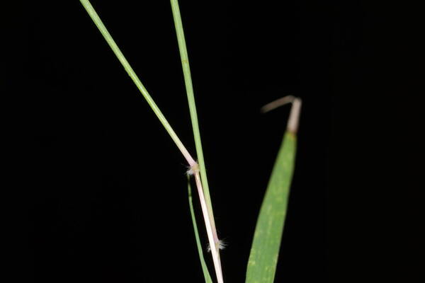 Dichanthium tenue Node