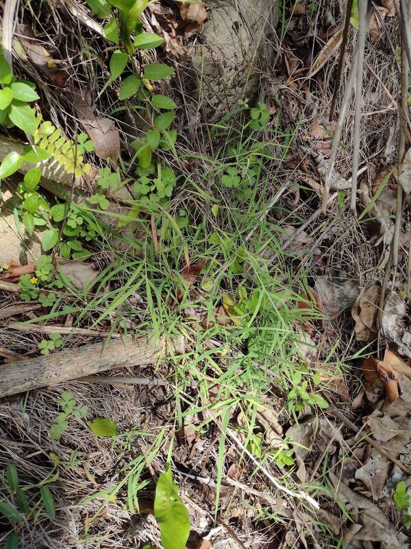 Dichanthium tenue Plant