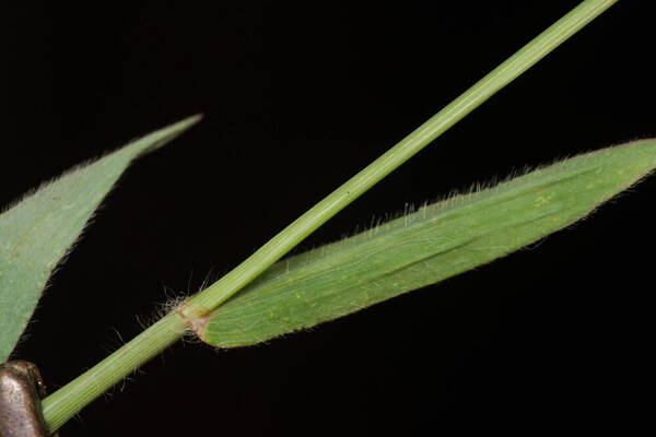 Digitaria abyssinica Collar