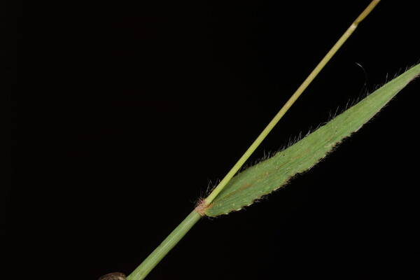 Digitaria abyssinica Collar