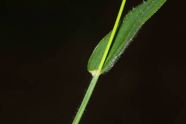 Digitaria abyssinica Collar