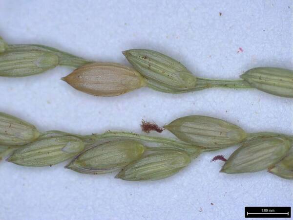 Digitaria abyssinica Spikelets