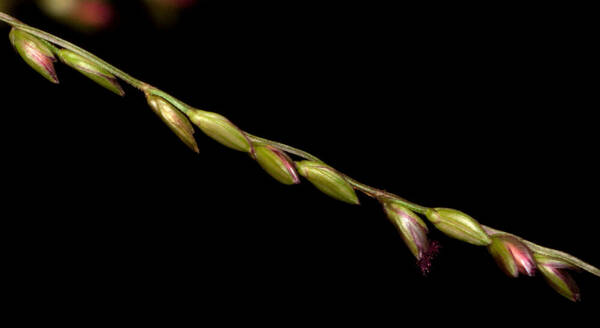 Digitaria abyssinica Spikelets