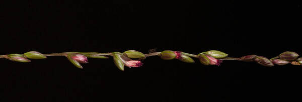 Digitaria abyssinica Spikelets