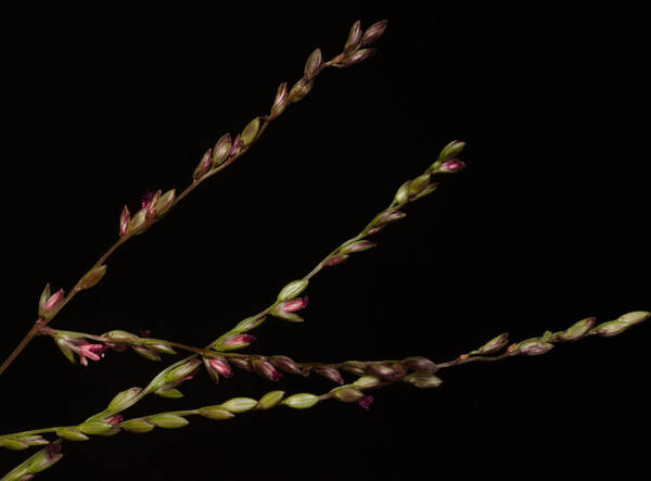 Digitaria abyssinica Spikelets