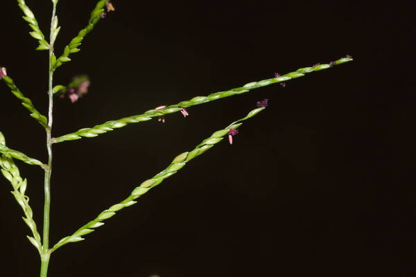 Digitaria abyssinica Spikelets