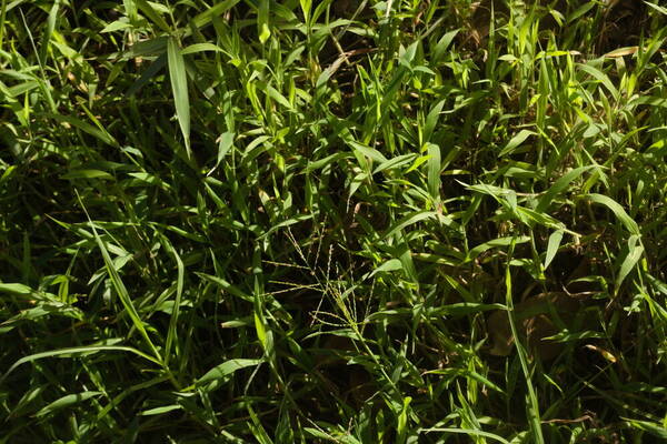 Digitaria abyssinica Habit