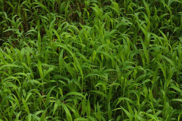 Digitaria abyssinica Habit