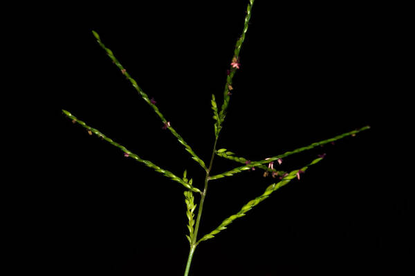 Digitaria abyssinica Inflorescence