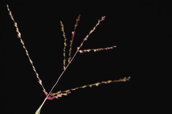 Digitaria abyssinica Inflorescence