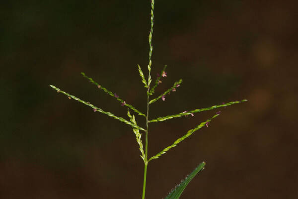 Digitaria abyssinica Inflorescence