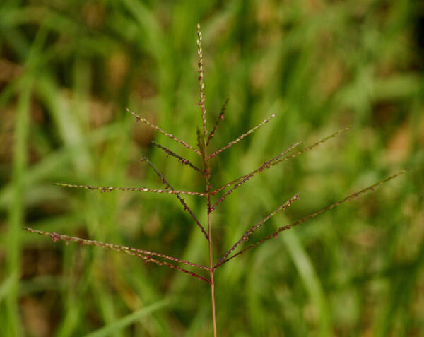 Digitaria abyssinica Inflorescence