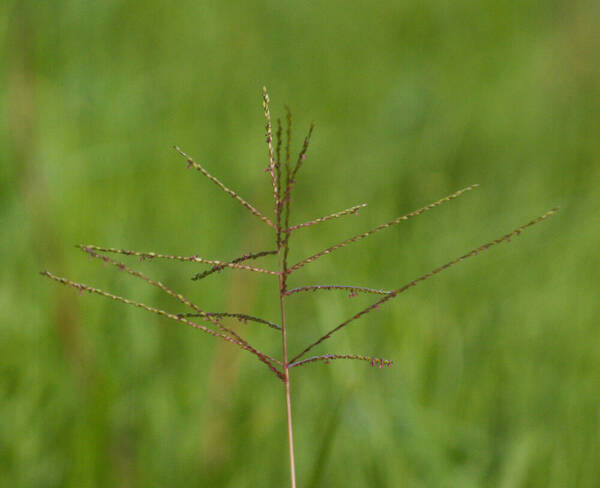 Digitaria abyssinica Inflorescence