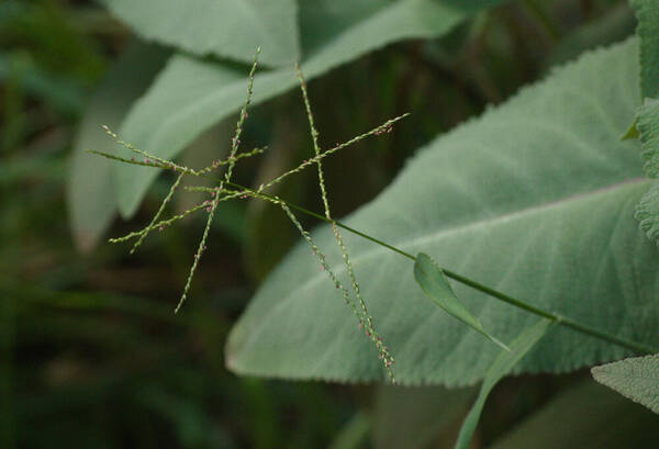 Digitaria abyssinica Inflorescence