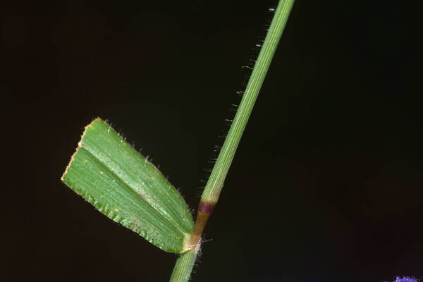 Digitaria abyssinica Node