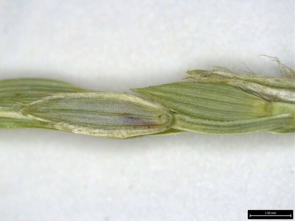 Digitaria bicornis Spikelets