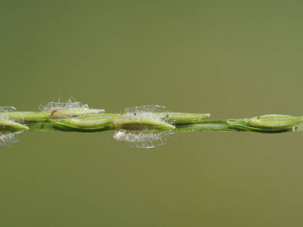 Digitaria bicornis Spikelets