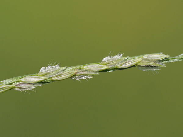 Digitaria bicornis Spikelets