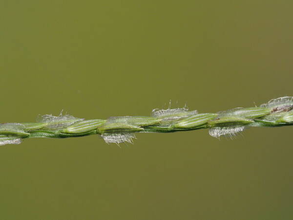 Digitaria bicornis Spikelets