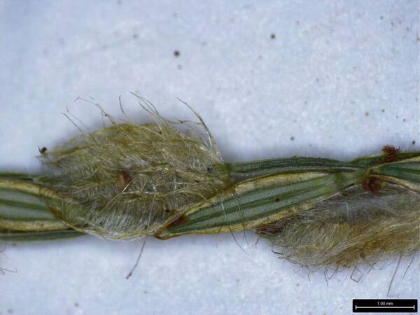 Digitaria bicornis Spikelets