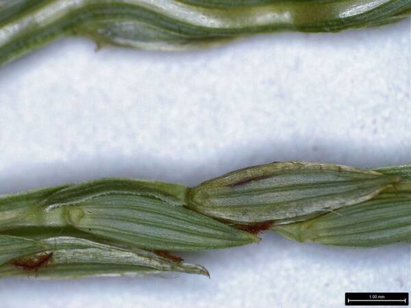 Digitaria bicornis Spikelets