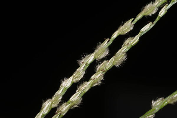 Digitaria bicornis Spikelets