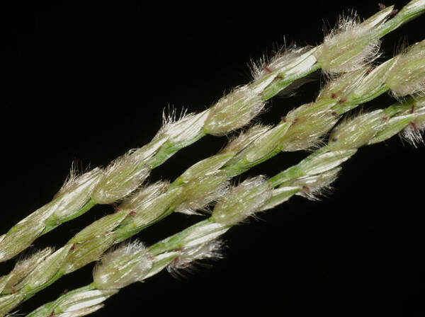 Digitaria bicornis Spikelets