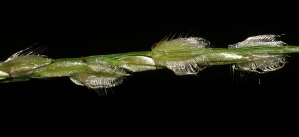 Digitaria bicornis Spikelets