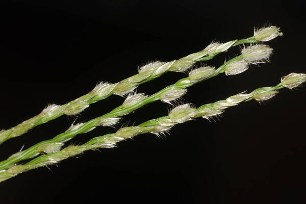 Digitaria bicornis Spikelets