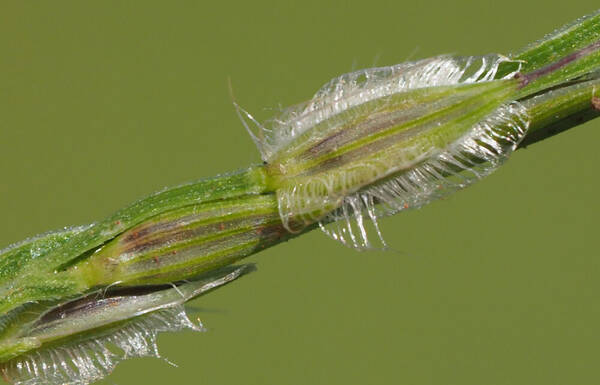 Digitaria bicornis Spikelets