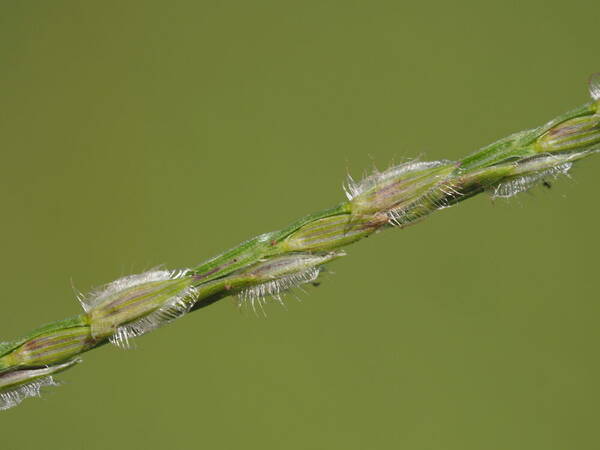 Digitaria bicornis Spikelets