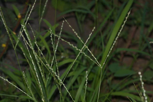 Digitaria bicornis Habit