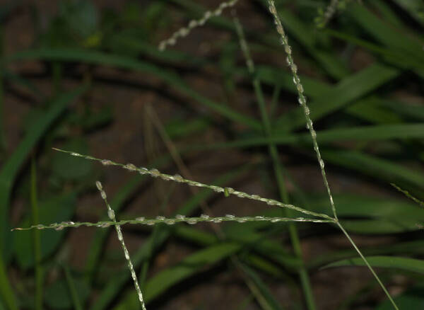 Digitaria bicornis Inflorescence