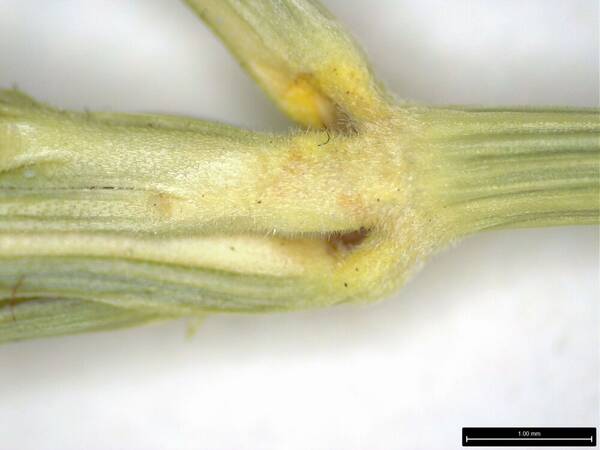 Digitaria bicornis Inflorescence