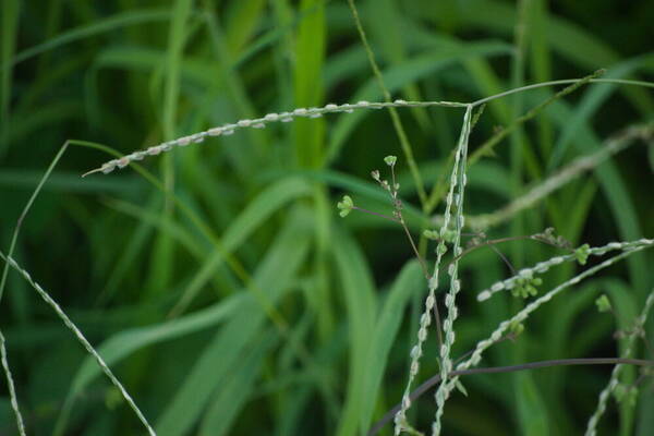 Digitaria bicornis Inflorescence