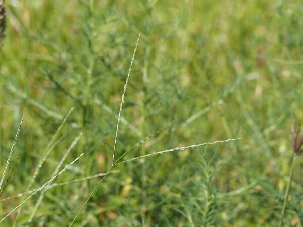 Digitaria bicornis Inflorescence