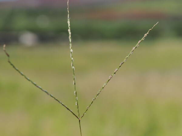 Digitaria bicornis Inflorescence