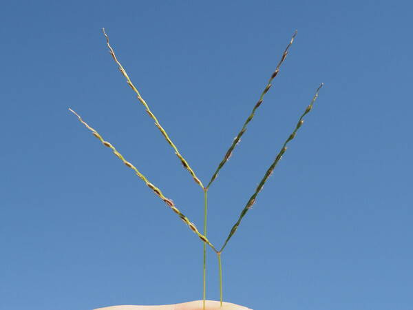 Digitaria bicornis Inflorescence