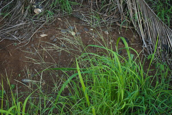 Digitaria bicornis Plant