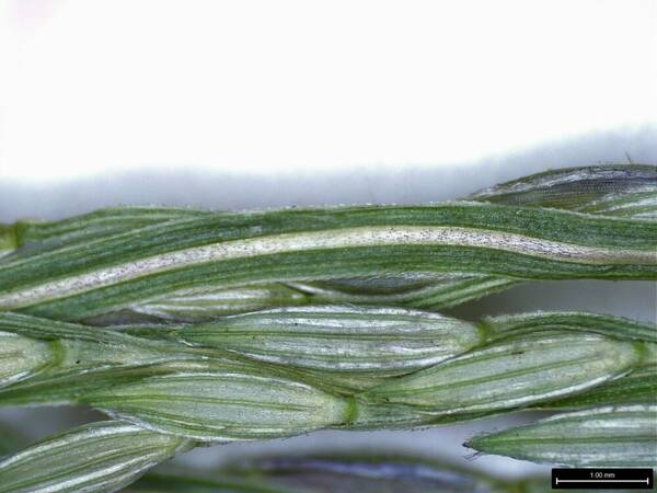 Digitaria ciliaris Spikelets