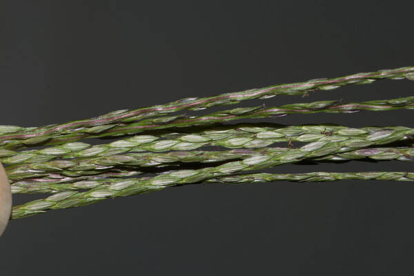 Digitaria ciliaris Spikelets