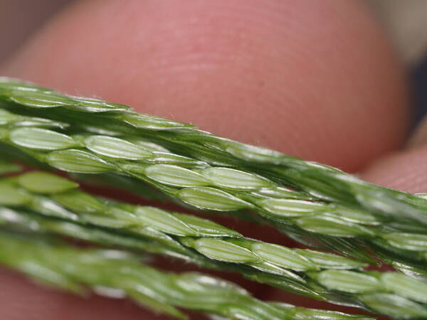 Digitaria ciliaris Spikelets