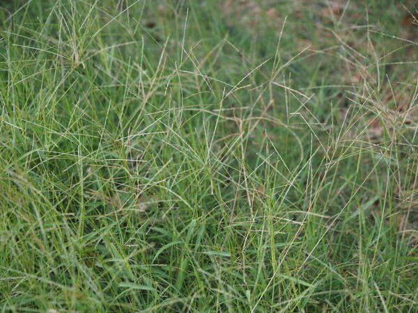 Digitaria ciliaris Habit